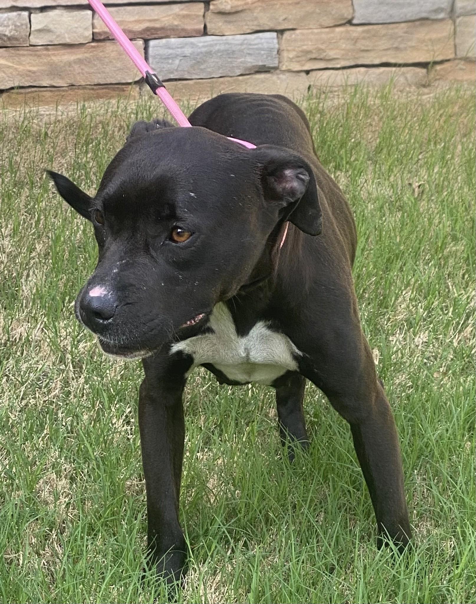 Enlarge Lilly, a ADOPTABLE mixed breed in Guntersville, AL image 3/3