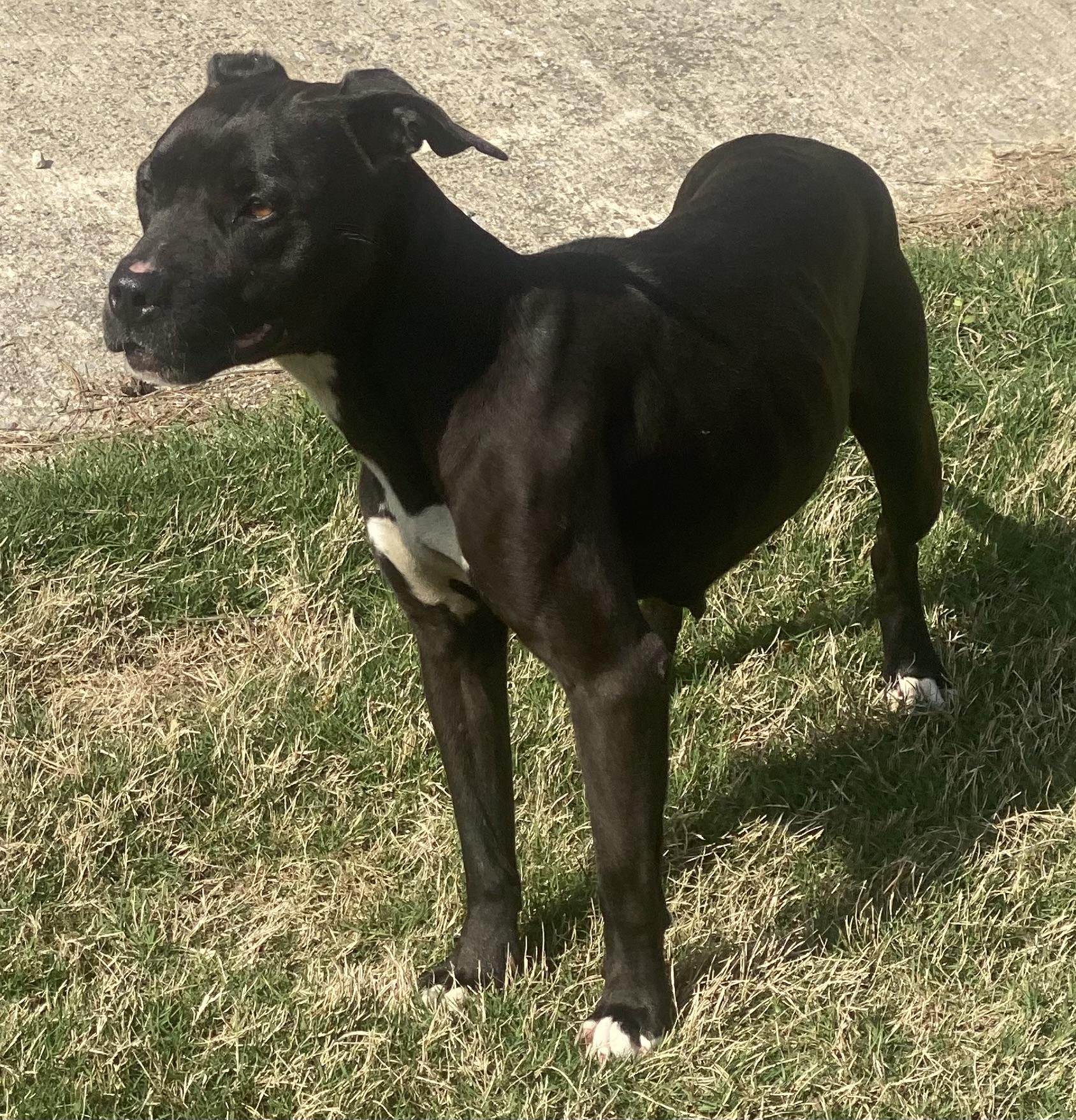 Enlarge Lilly, a ADOPTABLE mixed breed in Guntersville, AL image 2/3