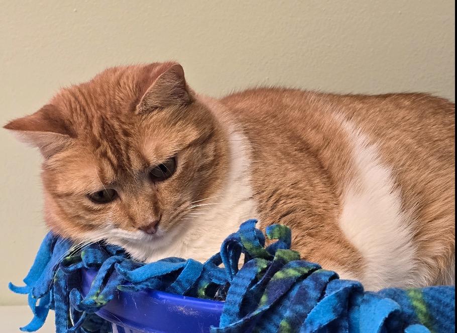 Enlarge PENDERWICK, a Adoptable mixed breed in Muskegon, MI image 1/6