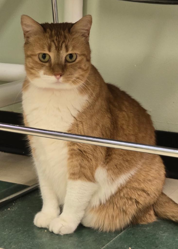 Enlarge PENDERWICK, a Adoptable mixed breed in Muskegon, MI image 2/6