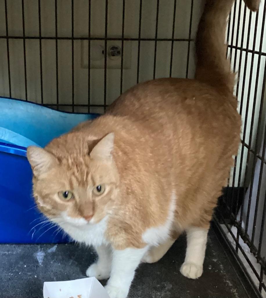 Enlarge PENDERWICK, a Adoptable mixed breed in Muskegon, MI image 3/6