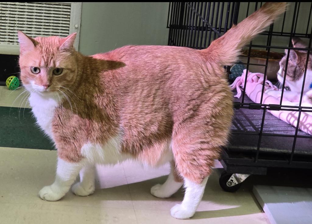 Enlarge PENDERWICK, a Adoptable mixed breed in Muskegon, MI image 4/6