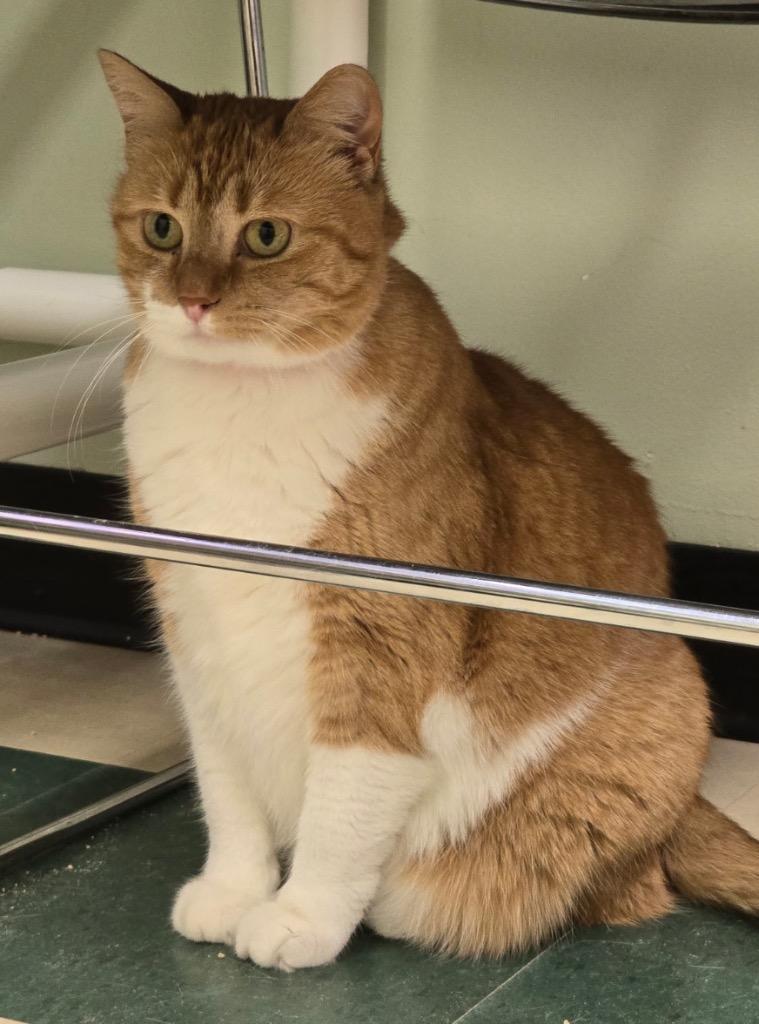 Enlarge PENDERWICK, a Adoptable mixed breed in Muskegon, MI image 5/6