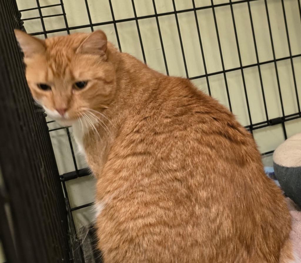 Enlarge PENDERWICK, a Adoptable mixed breed in Muskegon, MI image 6/6