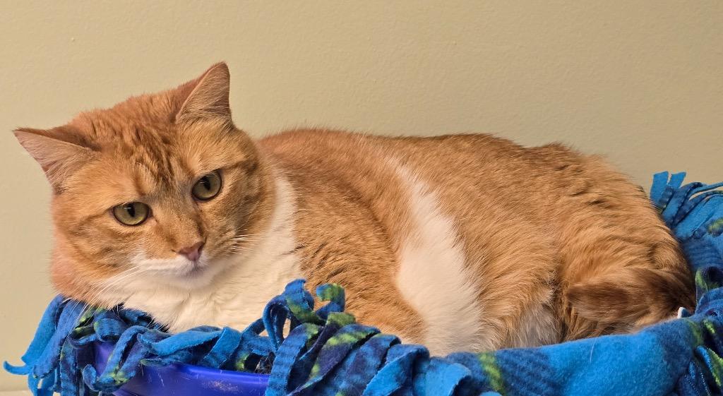 Enlarge PENDERWICK, a Adoptable mixed breed in Muskegon, MI image 6/6