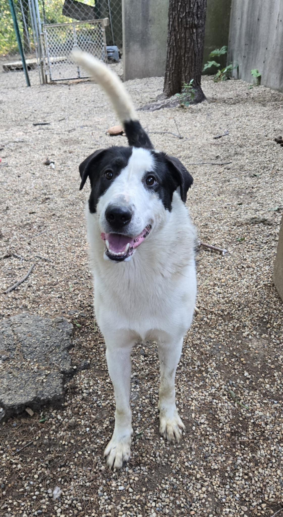 Bruno, Adoptable, Young Male Mixed Breed & Collie.
