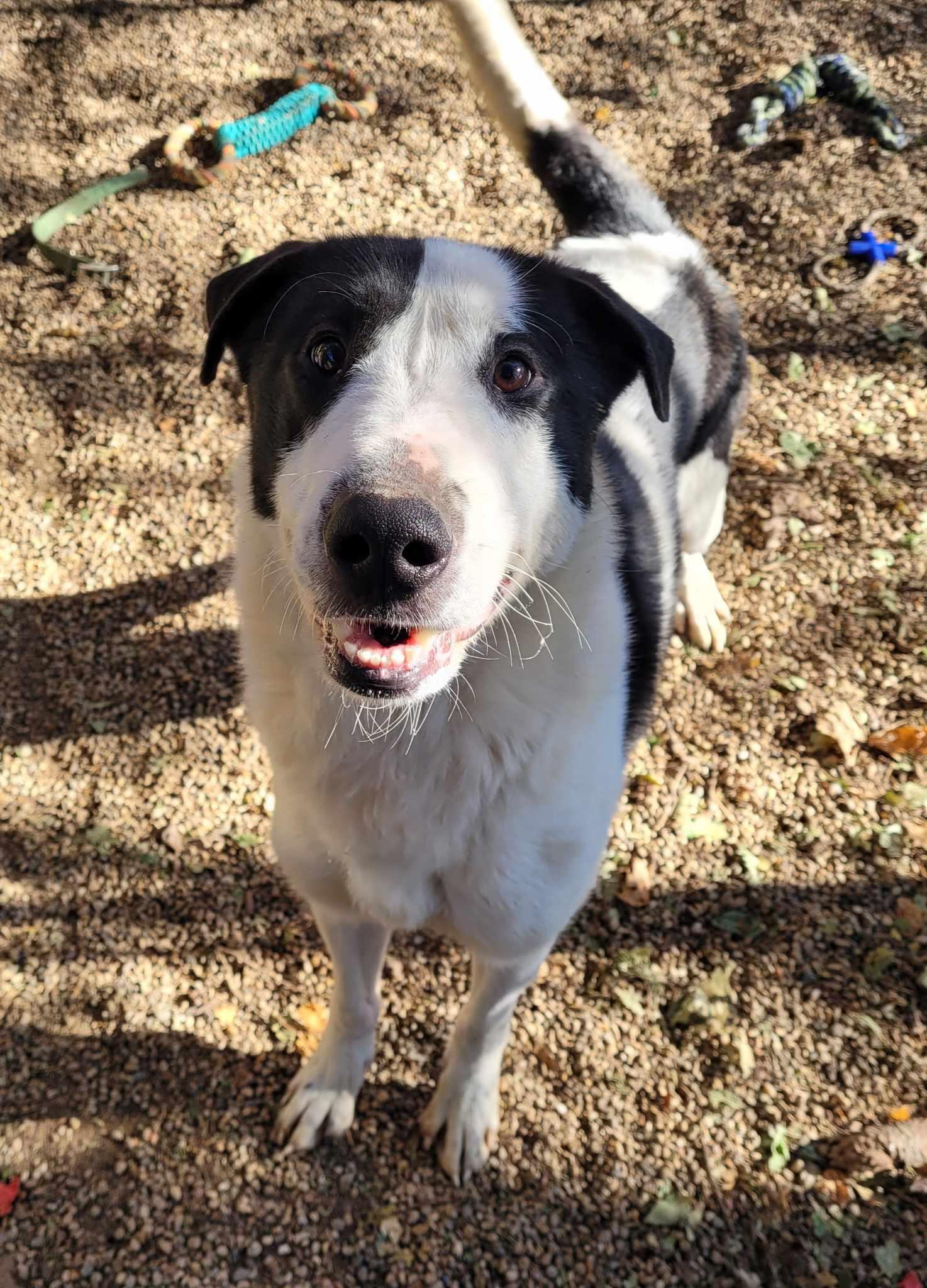 Enlarge Bruno, a Adoptable mixed breed in Freeport, IL image 4/6