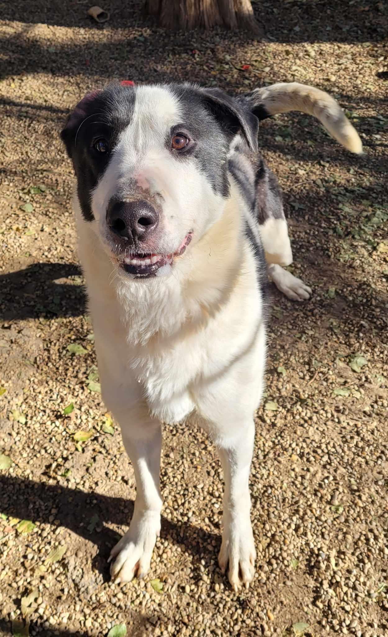 Enlarge Bruno, a Adoptable mixed breed in Freeport, IL image 5/6