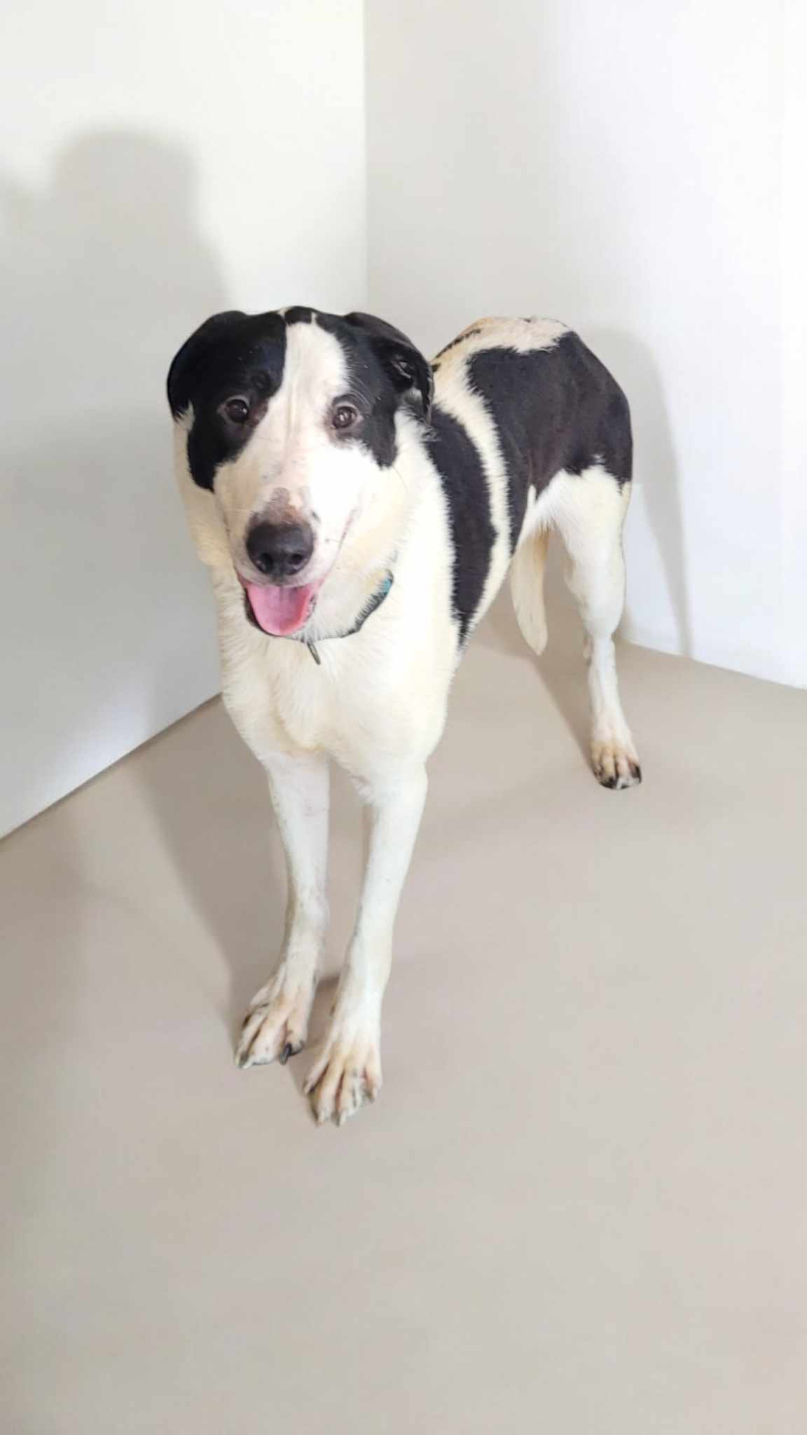 Enlarge Bruno, a Adoptable mixed breed in Freeport, IL image 6/6