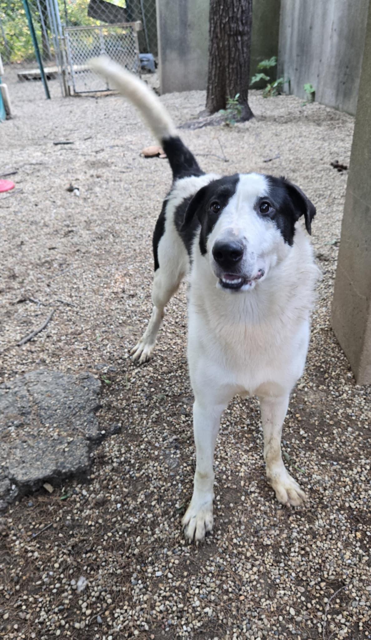 Enlarge Bruno, a Adoptable mixed breed in Freeport, IL image 3/6