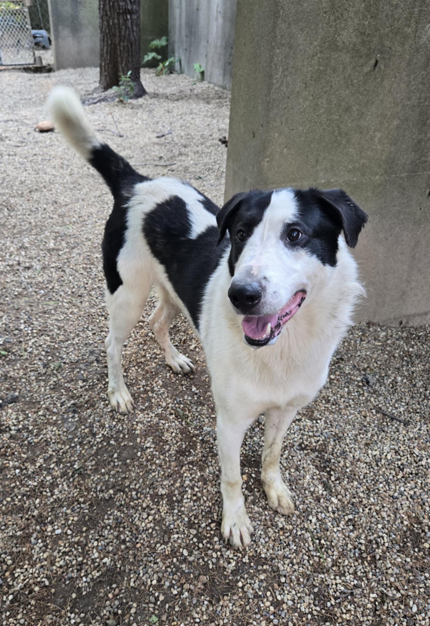 Enlarge Bruno, a Adoptable mixed breed in Freeport, IL image 2/6