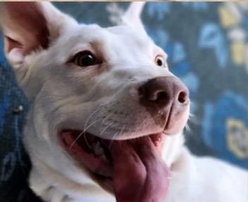Enlarge Omar, a ADOPTABLE mixed breed in Harrington, DE image 3/4