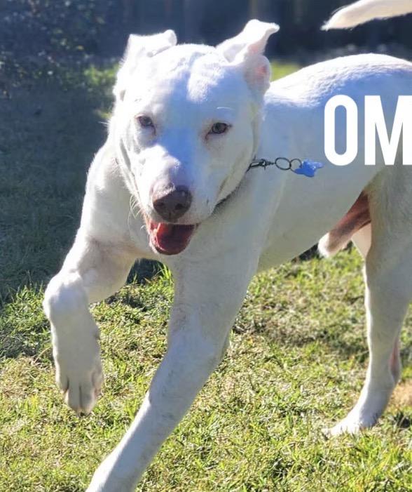 Omar, ADOPTABLE, Puppy Male Labrador Retriever & Dogo Argentino.