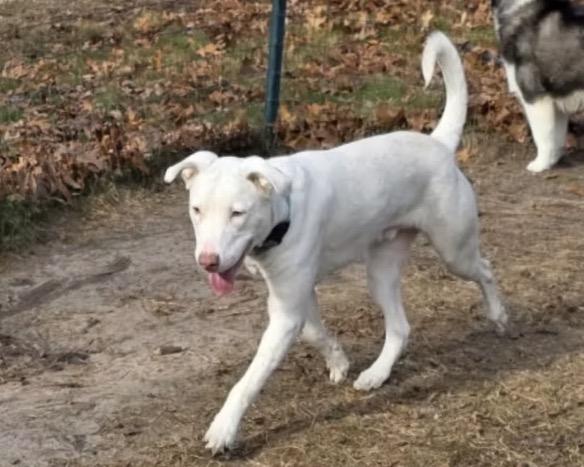 Enlarge Omar, a ADOPTABLE mixed breed in Harrington, DE image 4/4