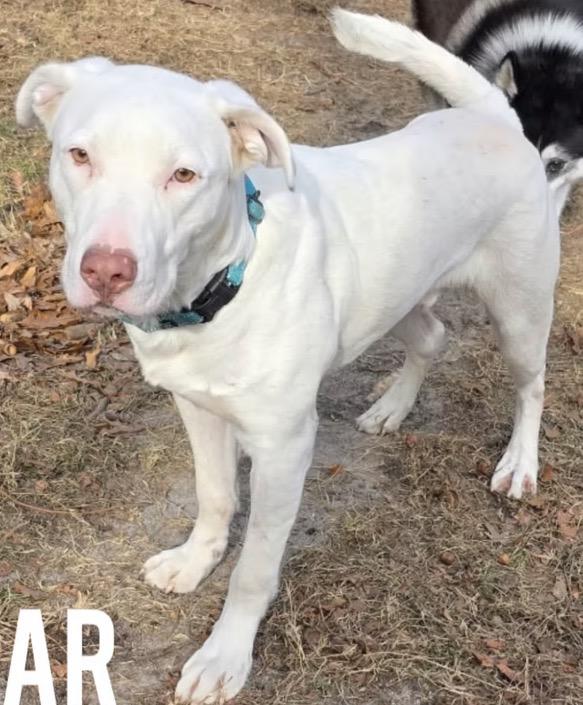 Enlarge Omar, a ADOPTABLE mixed breed in Harrington, DE image 2/4