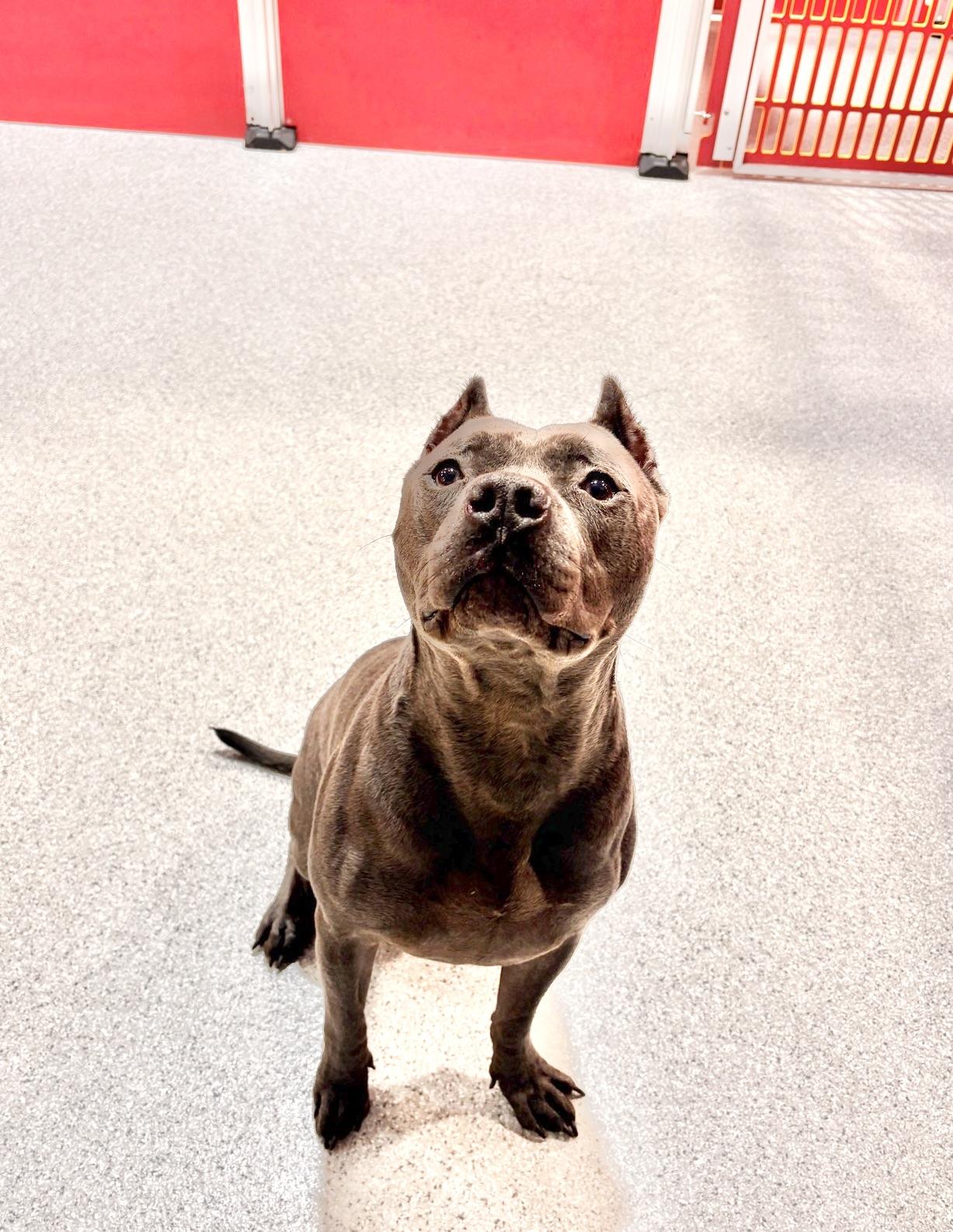 Enlarge Bufford, a Adoptable American Staffordshire Terrier in Olympia, WA image 3/5