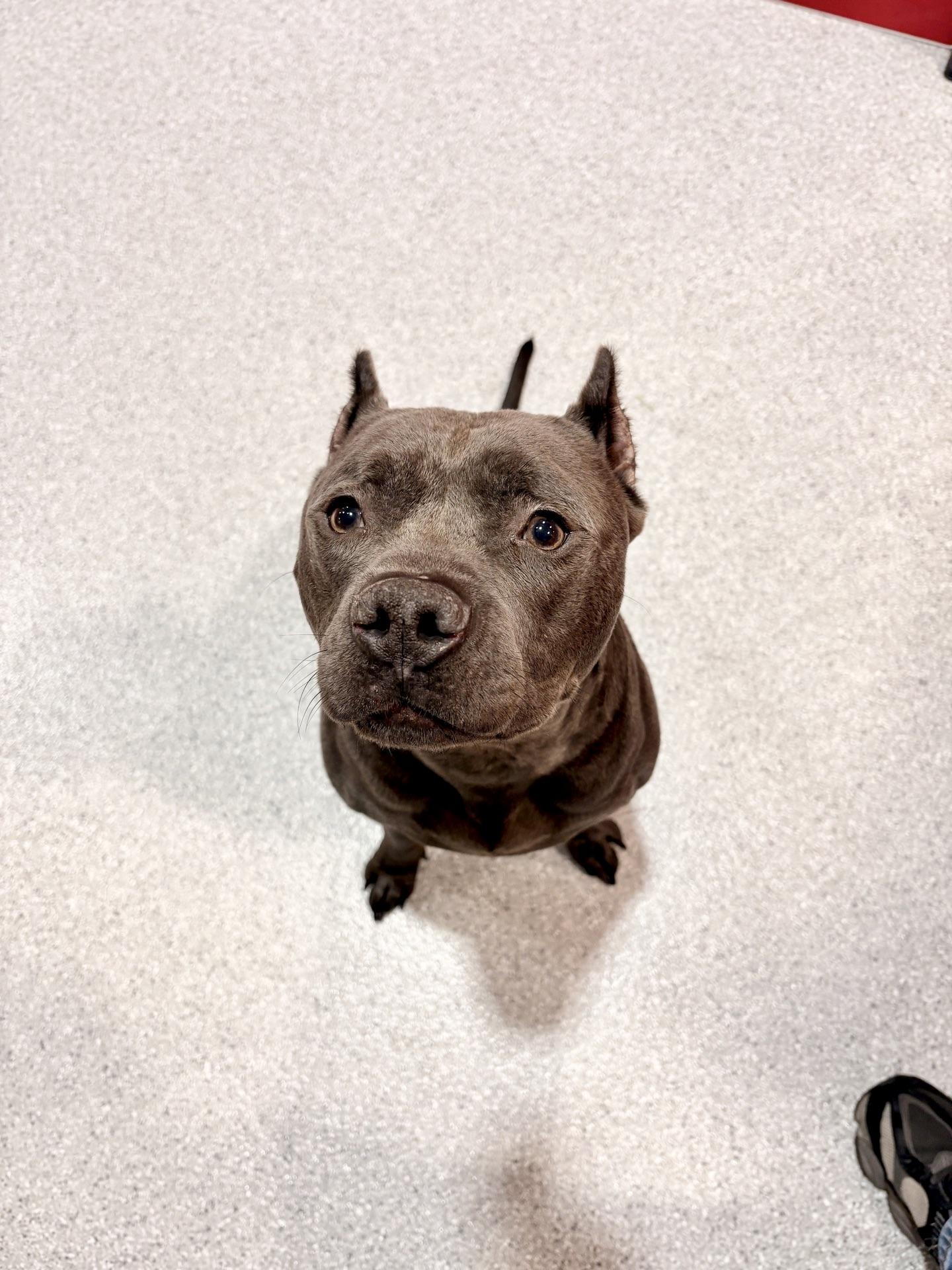 Enlarge Bufford, a Adoptable American Staffordshire Terrier in Olympia, WA image 1/5