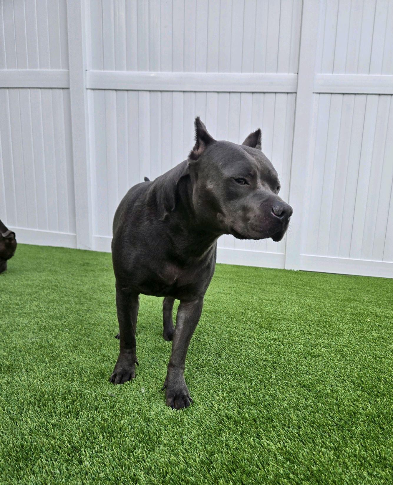 Enlarge Bufford, a Adoptable American Staffordshire Terrier in Olympia, WA image 4/5