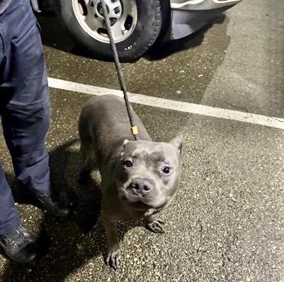 Enlarge Bufford, a Adoptable American Staffordshire Terrier in Olympia, WA image 5/5