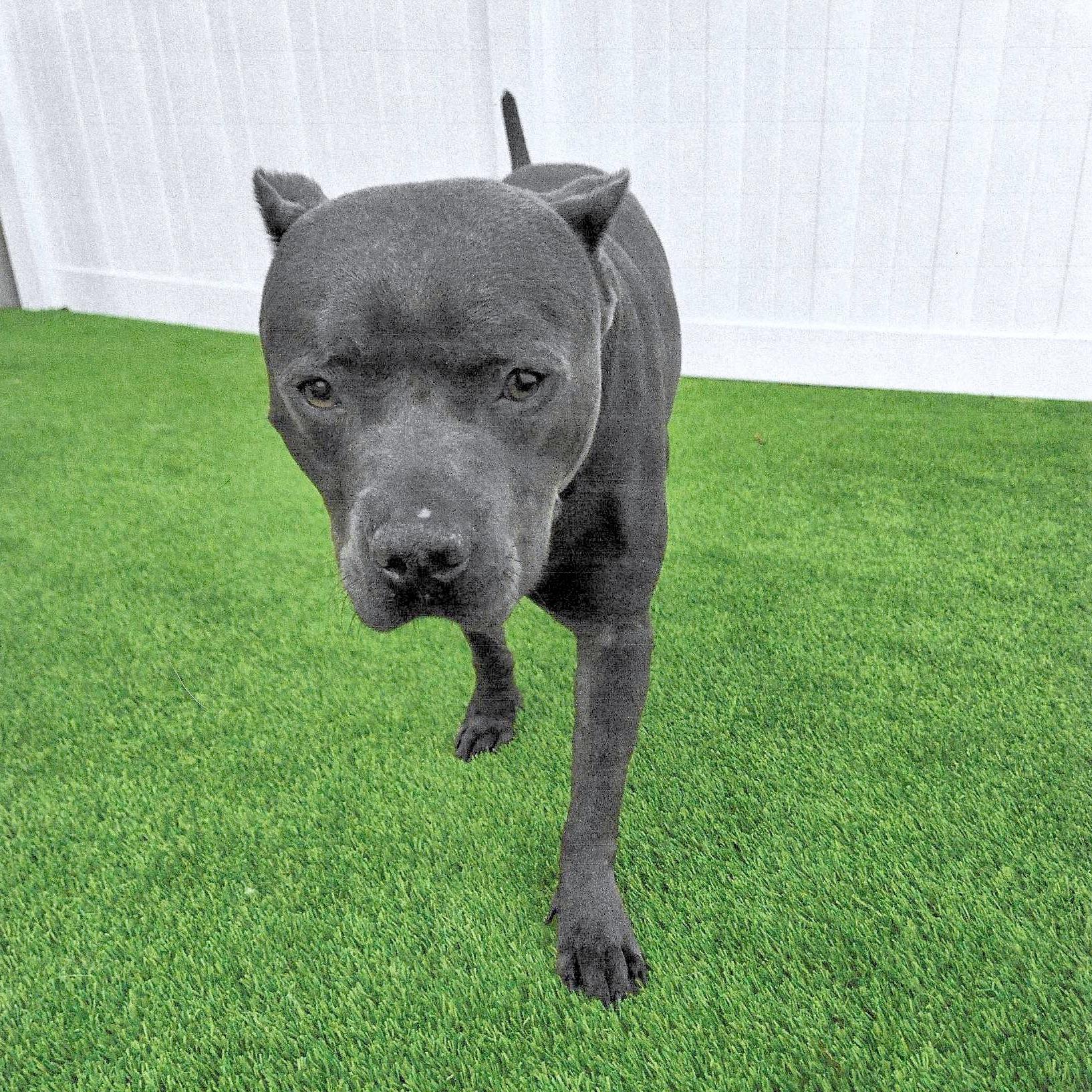 Enlarge Bufford, a Adoptable American Staffordshire Terrier in Olympia, WA image 2/5