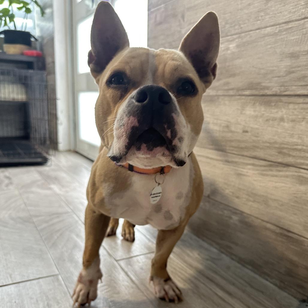 Hope, Adoptable, Adult Female Mixed Breed.