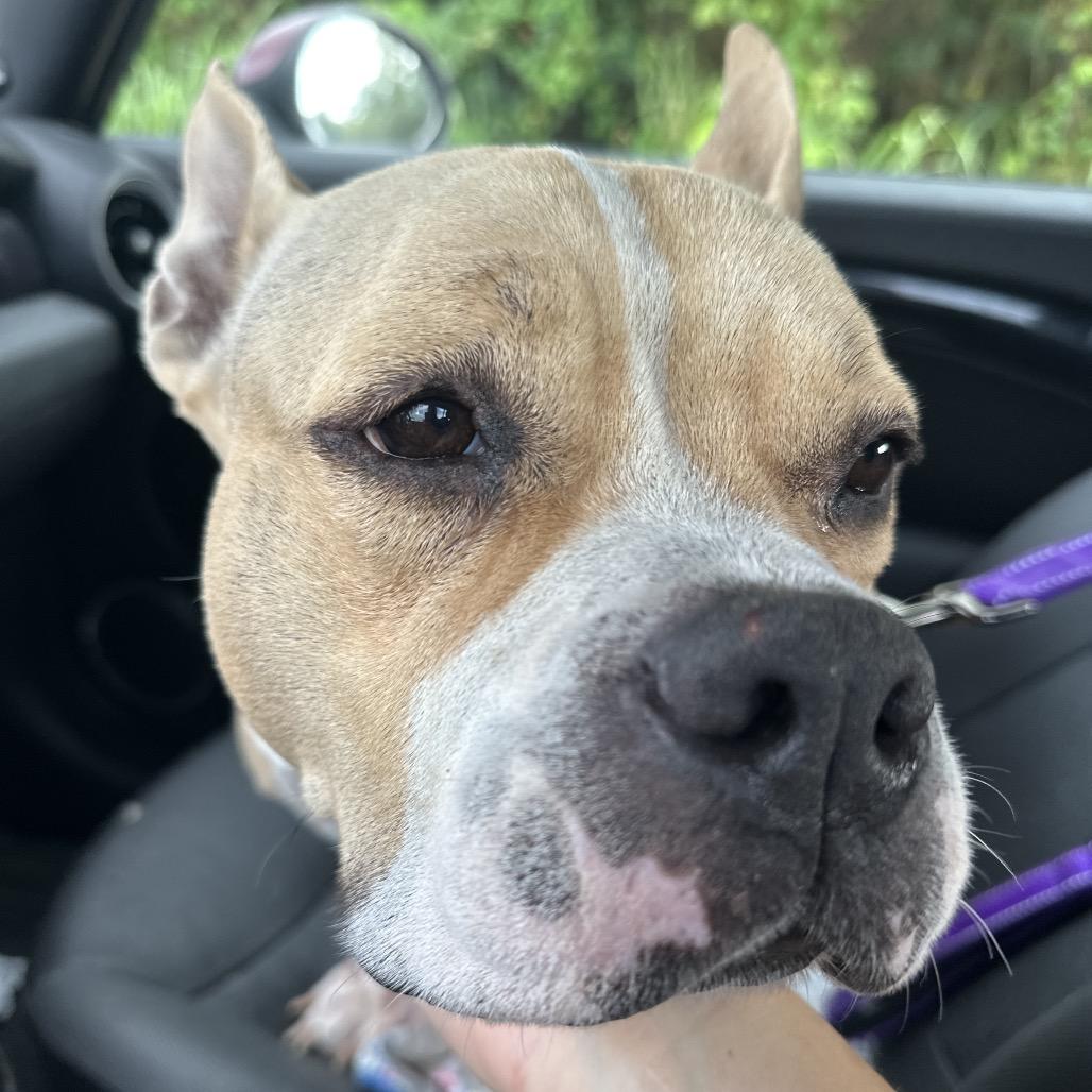 Enlarge Hope, a Adoptable Mixed Breed in Rio Grande, PR image 2/5