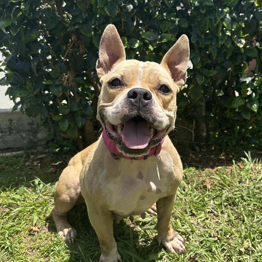 Enlarge Hope, a Adoptable Mixed Breed in Rio Grande, PR image 3/5