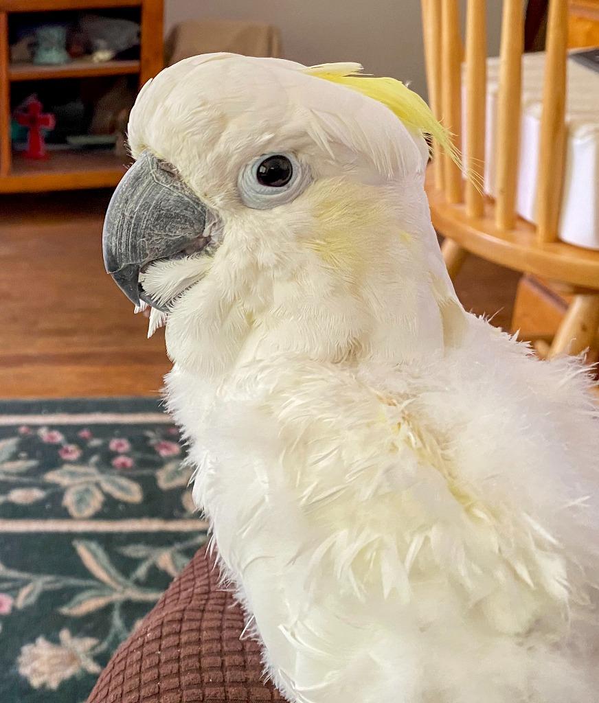 Enlarge Ricki, a Adoptable Cockatoo in Ballwin, MO image 1/6