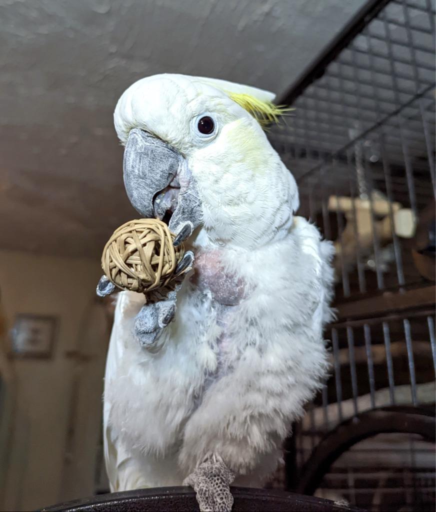 Ricki, a Adoptable Cockatoo in Ballwin, MO image 1/6