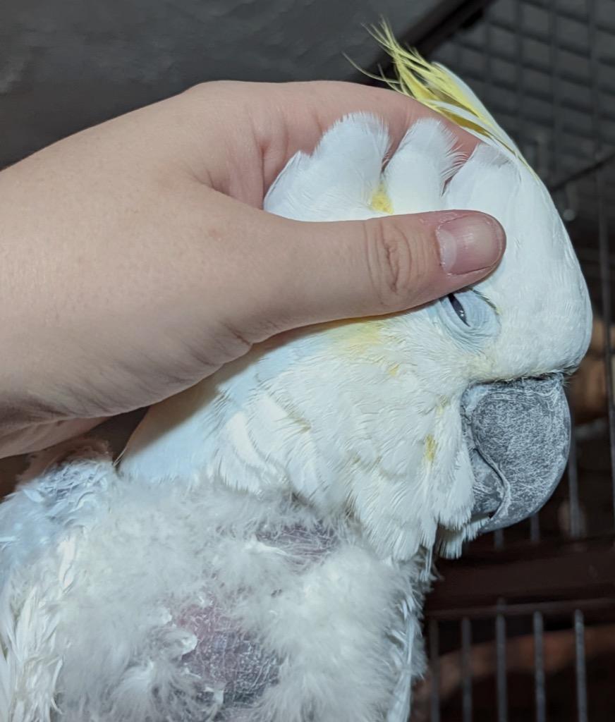 Ricki, a Adoptable Cockatoo in Ballwin, MO image 2/6