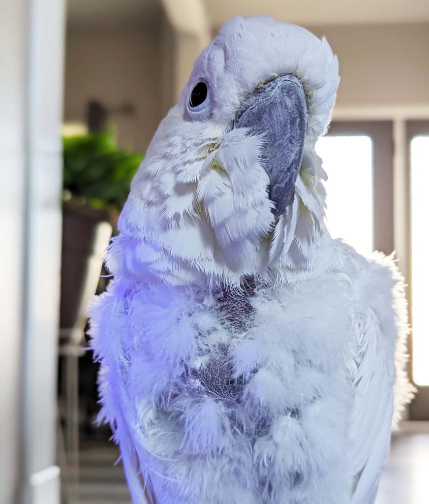 Ricki, a Adoptable Cockatoo in Ballwin, MO image 3/6
