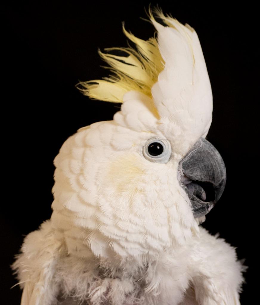 Enlarge Ricki, a Adoptable Cockatoo in Ballwin, MO image 5/6