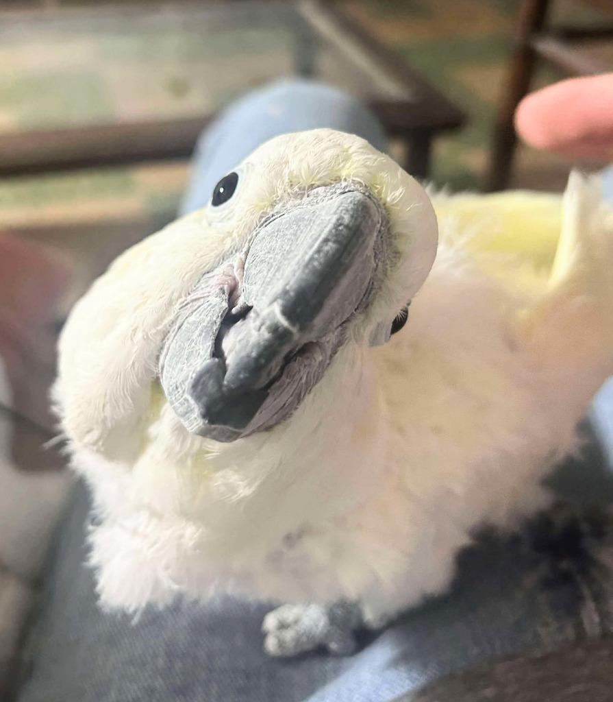 Ricki, a Adoptable Cockatoo in Ballwin, MO image 5/6