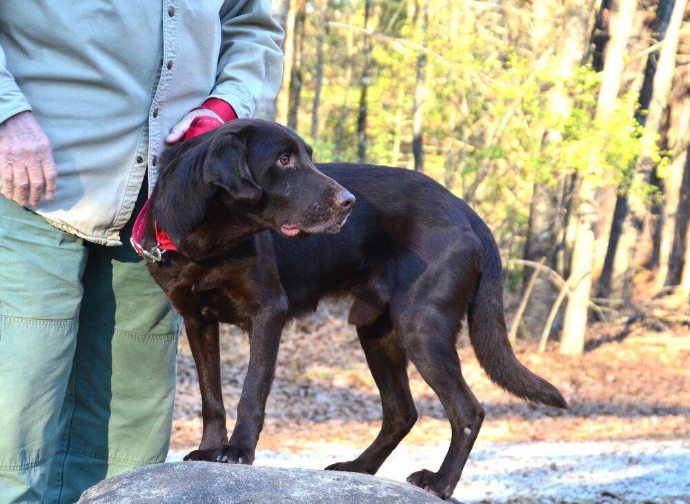 Duke, Adoptable, Adult Male Labrador Retriever.