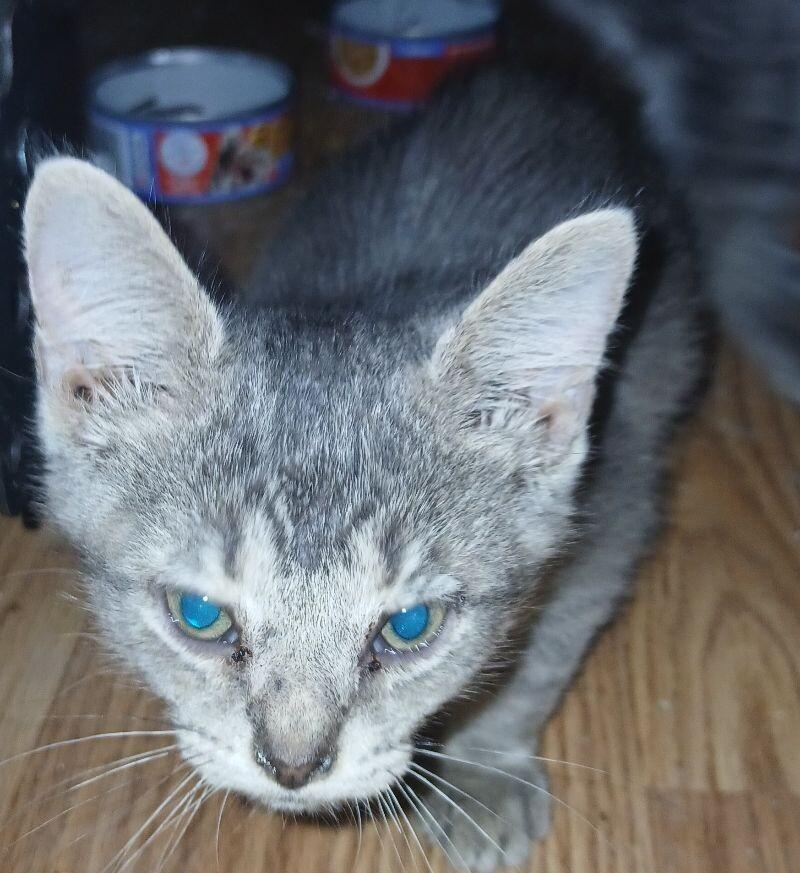 Moe, Adoptable, Adult Male Tabby.