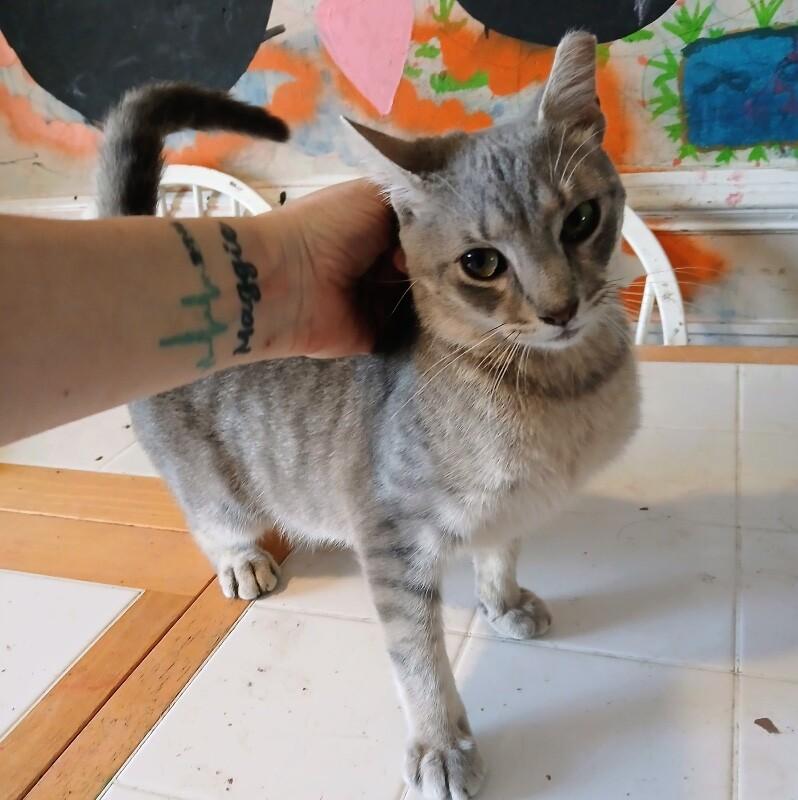 Enlarge Moe, a Adoptable Tabby in Partlow, VA image 2/2