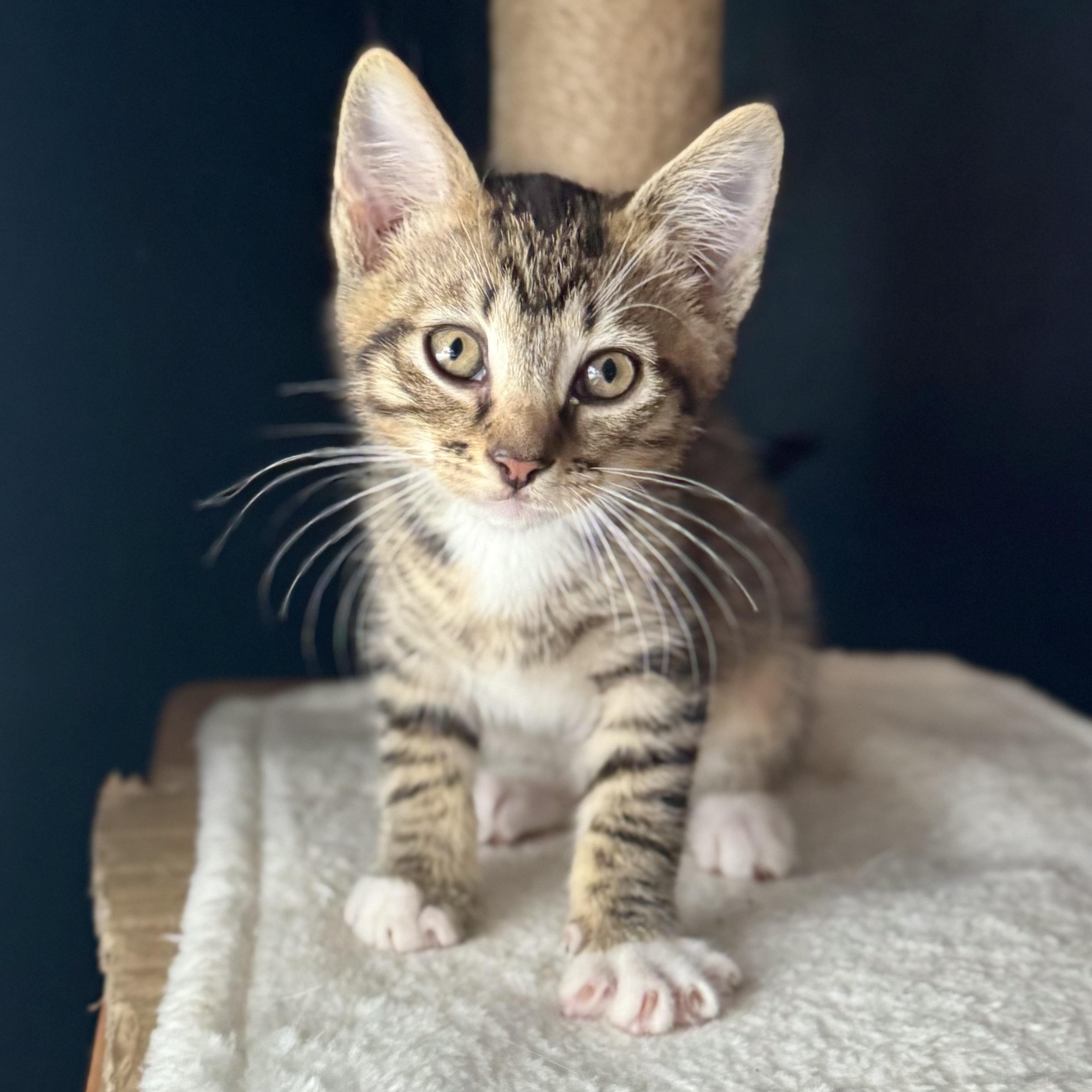 Frodo, a ADOPTABLE Domestic Short Hair in Parkland, FL image 2/4