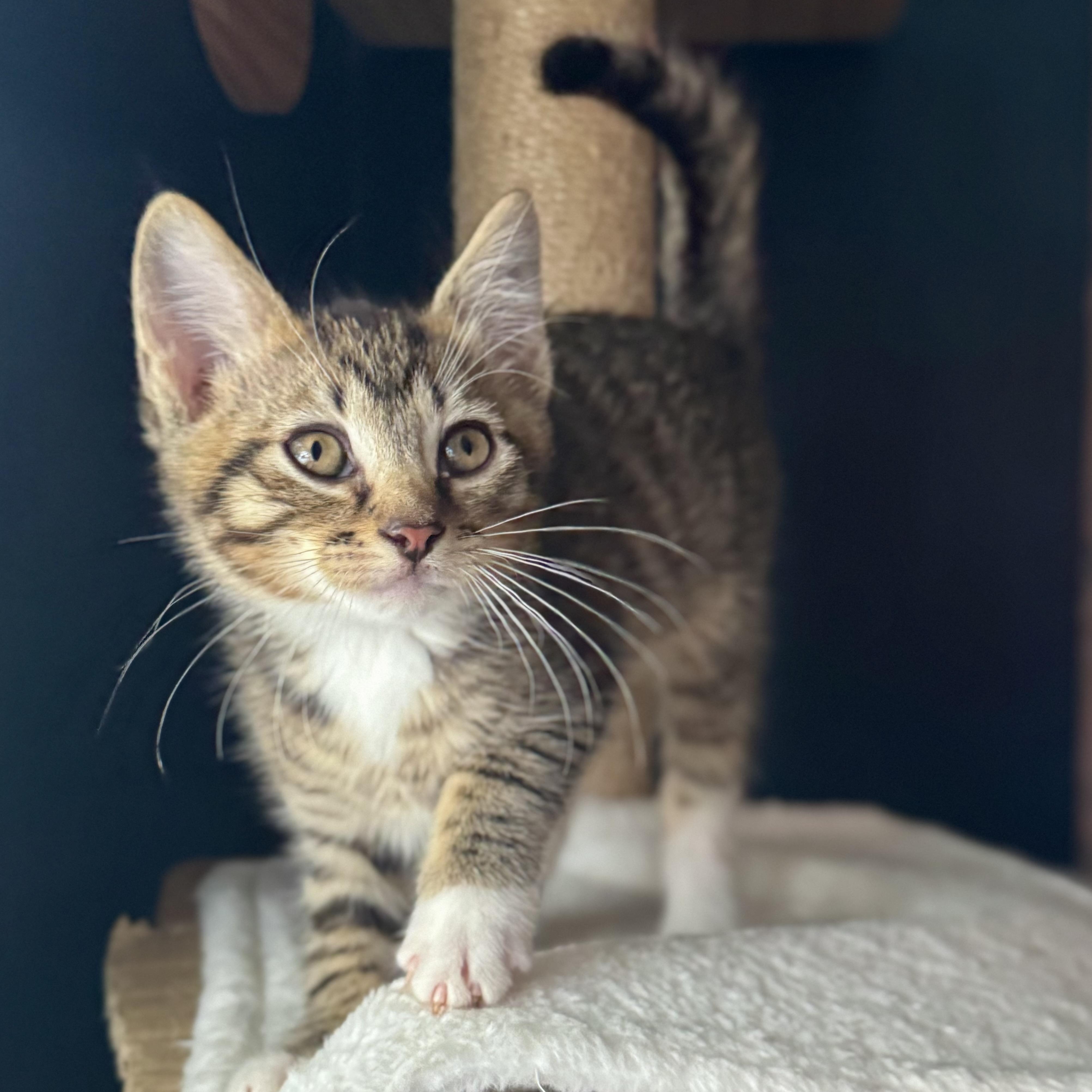 Frodo, a ADOPTABLE Domestic Short Hair in Parkland, FL image 4/4
