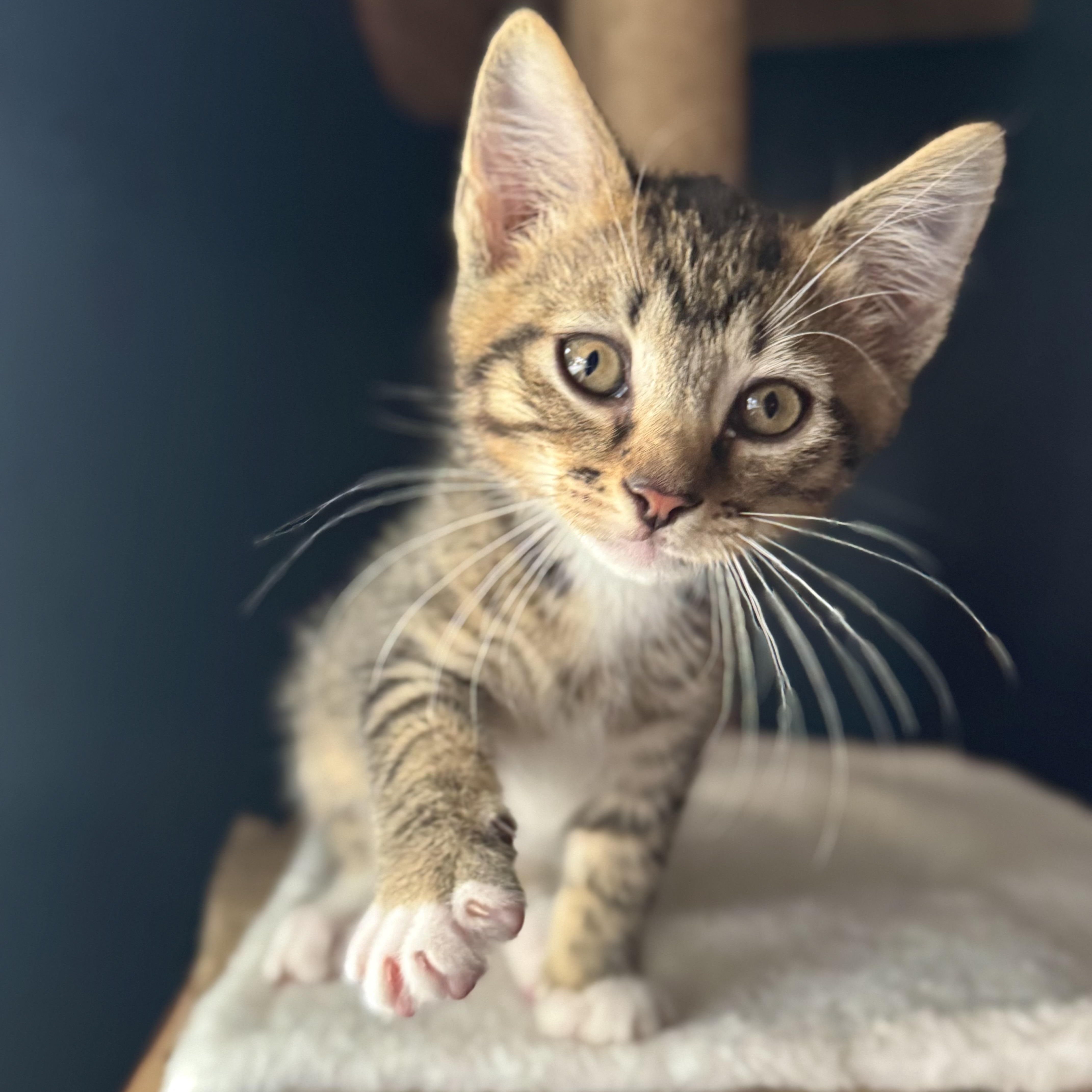 Frodo, a ADOPTABLE Domestic Short Hair in Parkland, FL image 3/4