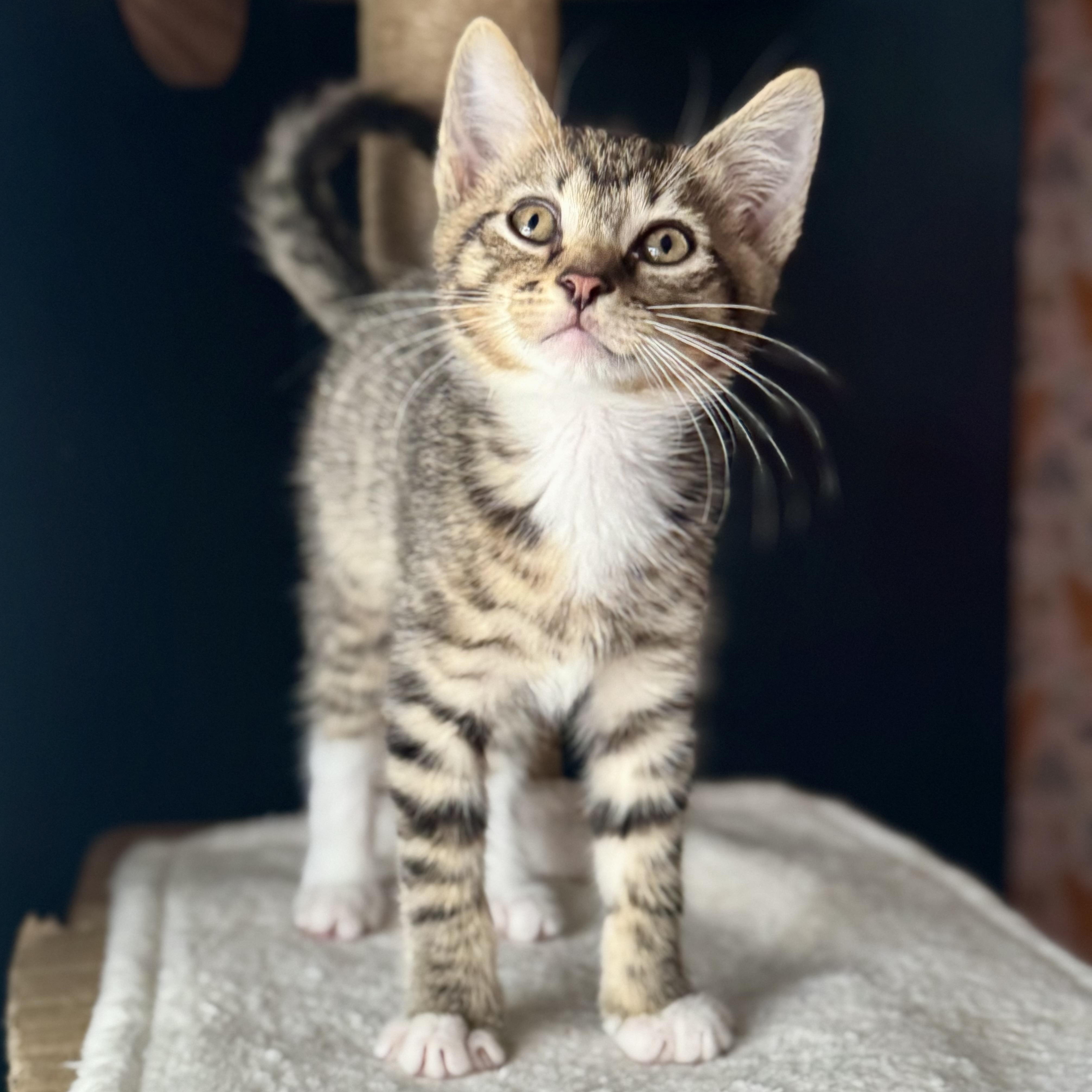 Frodo, a ADOPTABLE Domestic Short Hair in Parkland, FL image 1/4