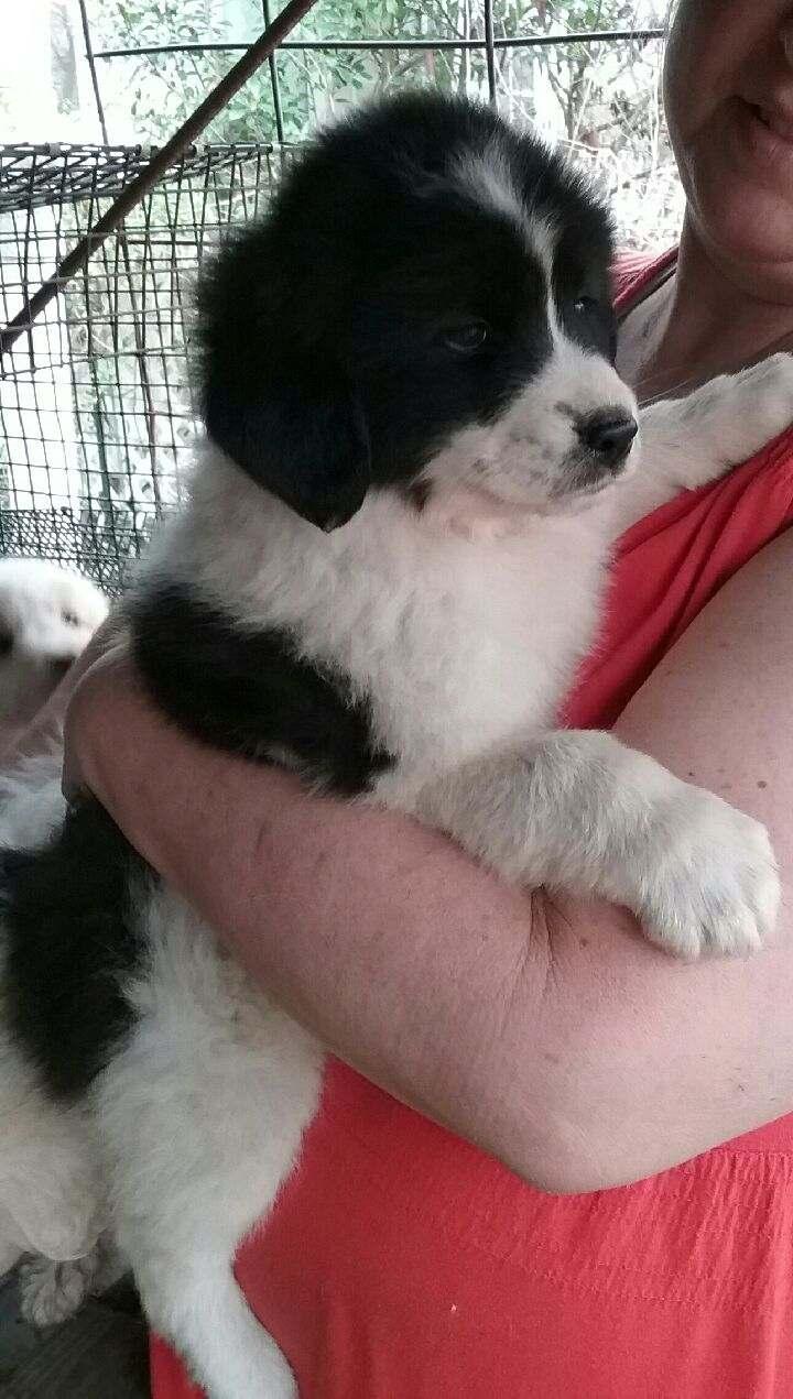 SASSY, Adopted, Puppy Female Great Pyrenees & Australian Shepherd.