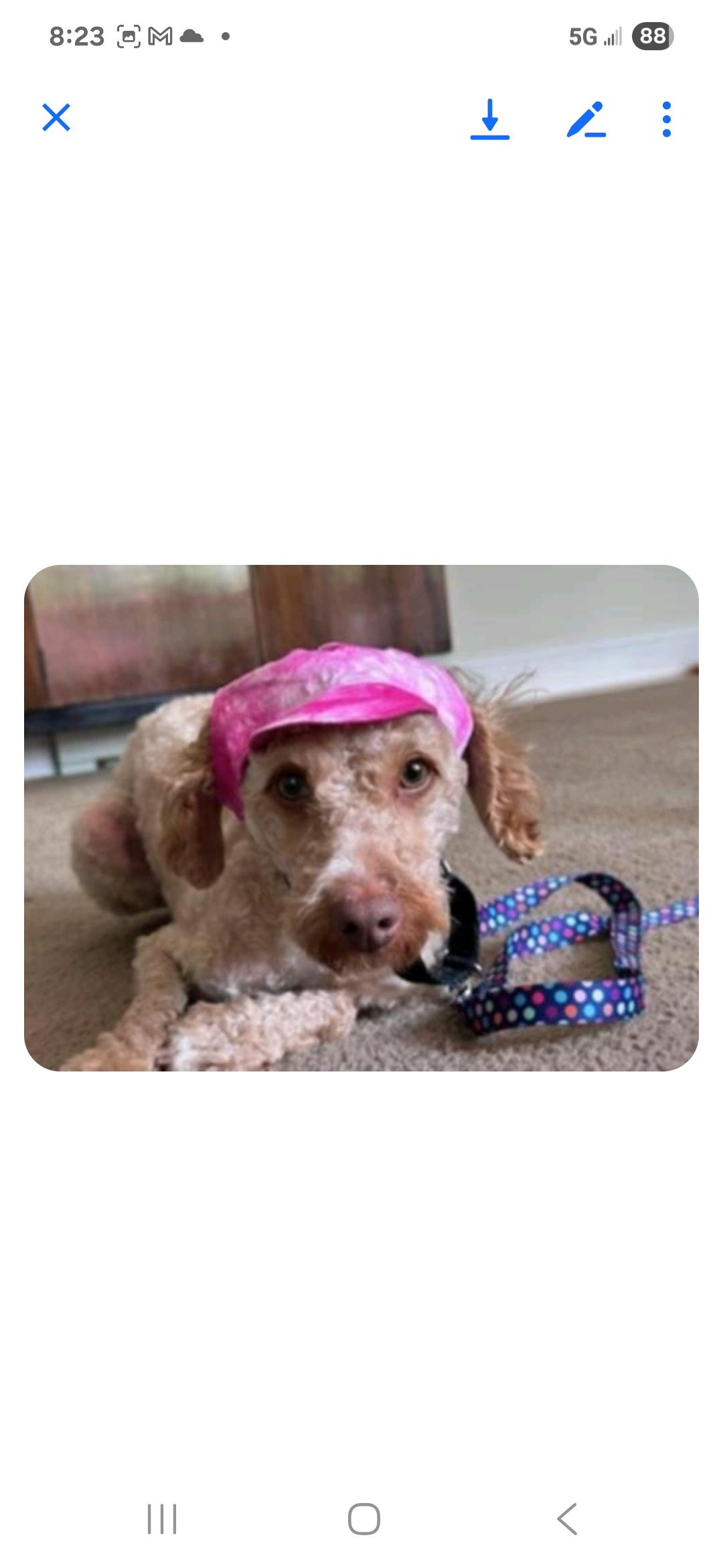 Enlarge Flint, a Adopted Poodle in Bloomfield, NJ image 1/3