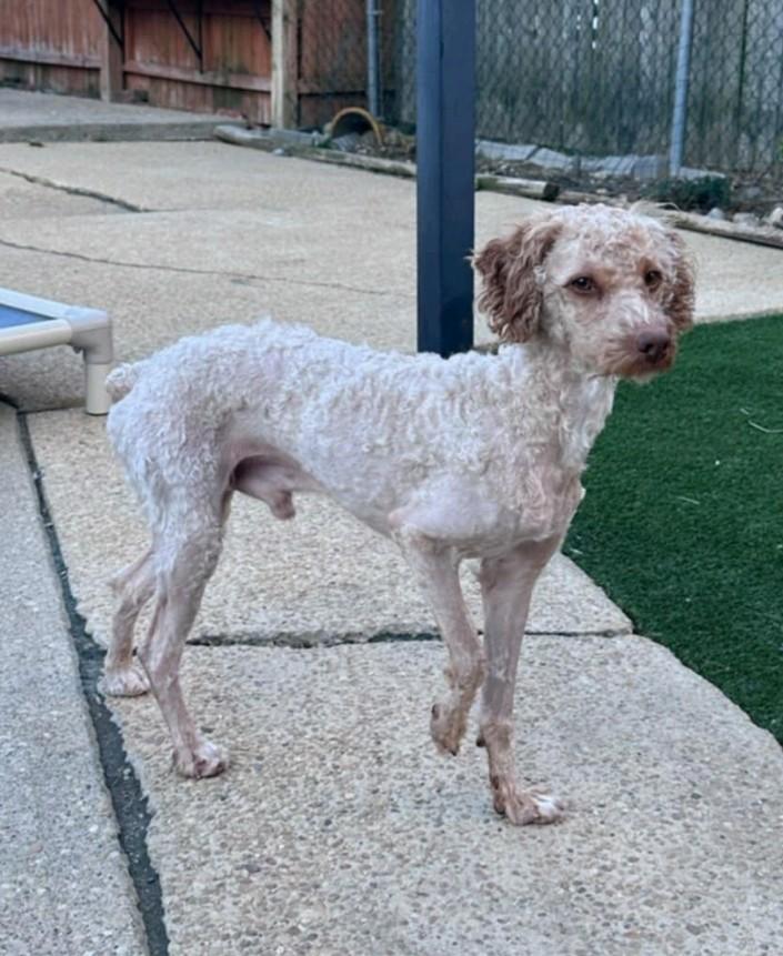 Enlarge Flint, a Adopted Poodle in Bloomfield, NJ image 2/3