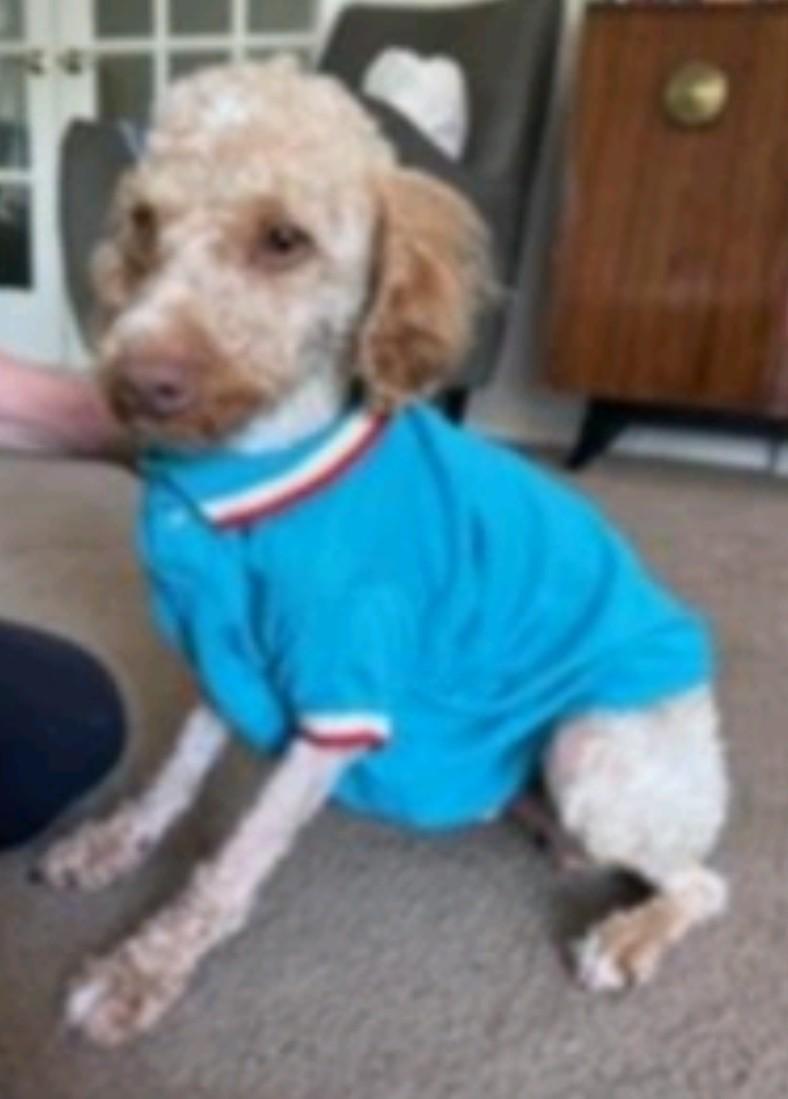 Enlarge Flint, a Adopted Poodle in Bloomfield, NJ image 3/3