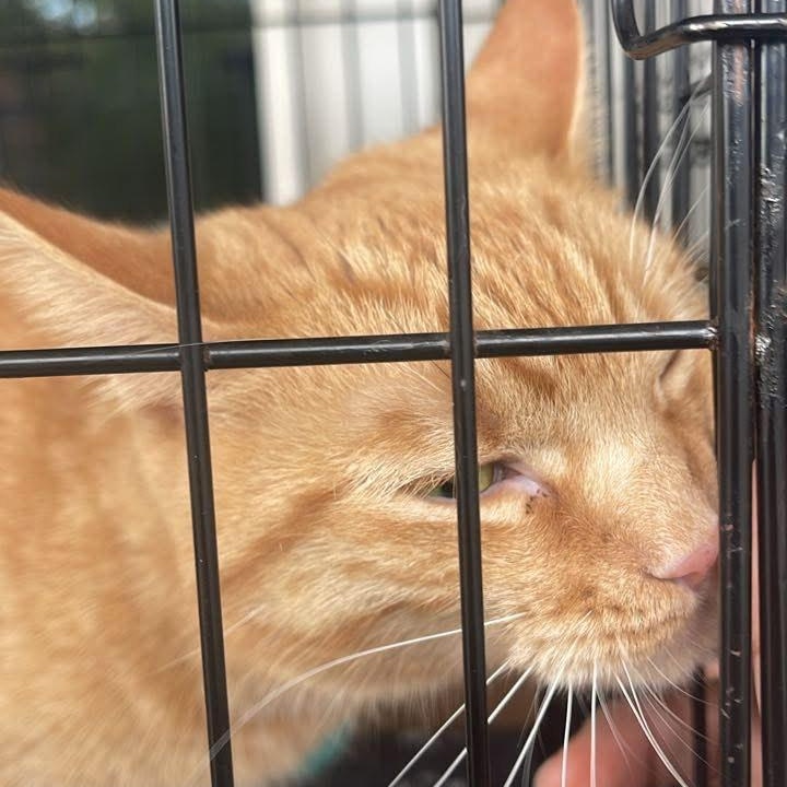 Clementine, adopted, Young Female Tabby.