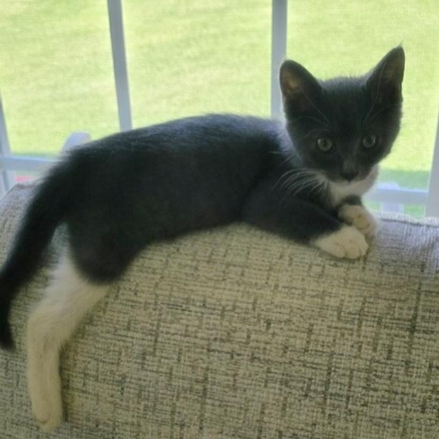 PIPER-ready late July, Adopted, Kitten Female Domestic Short Hair.