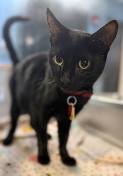 Gingerbread, adopted, Adult Female Domestic Short Hair.