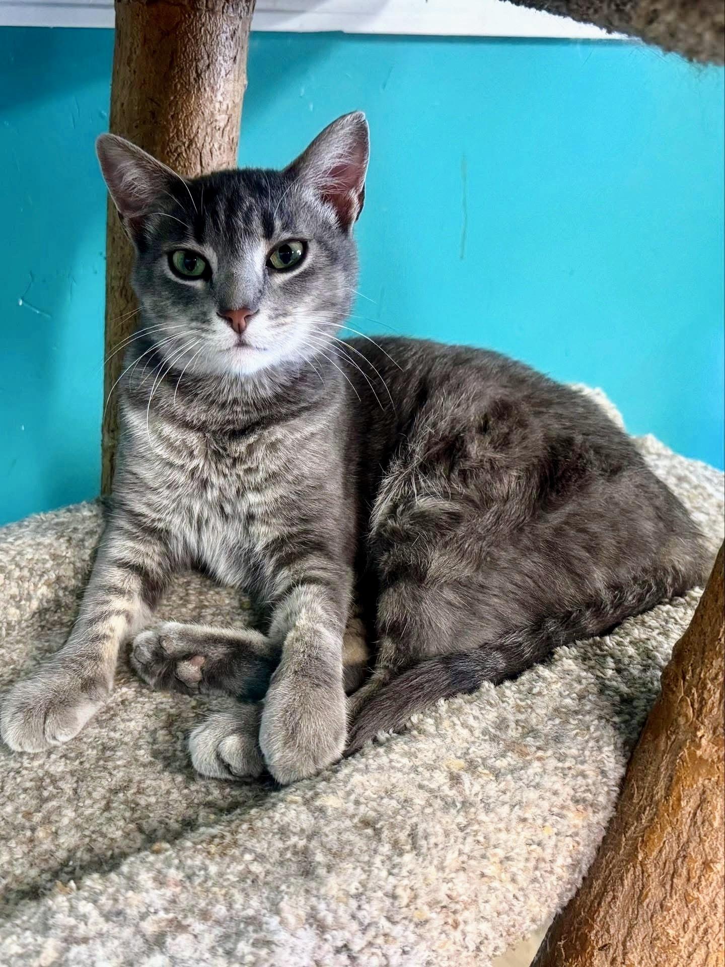 Ash, Adoptable, Adult Male Tabby.