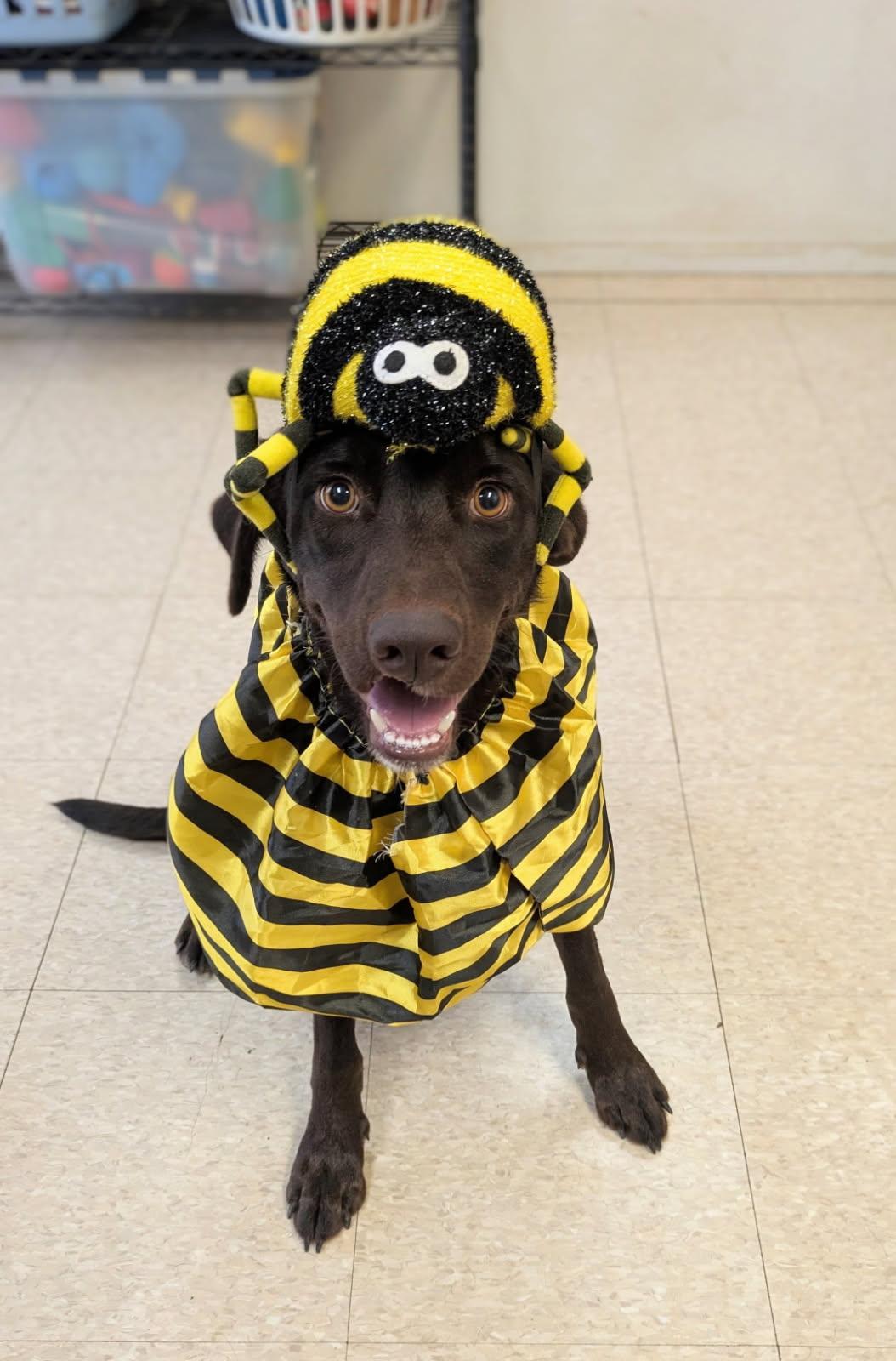 Enlarge Bailee, a Adoptable mixed breed in Fair Oaks Ranch, TX image 5/5