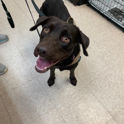 Enlarge Bailee, a ADOPTABLE mixed breed in Fair Oaks Ranch, TX image 2/4